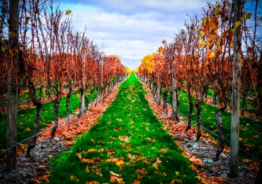 Winery Near Blenheim New Zealand. Picturesque Panoramic View In